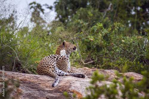 Leopard lying down on rock in Kruger National park, South Africa ; Specie Panthera pardus family of Felidae