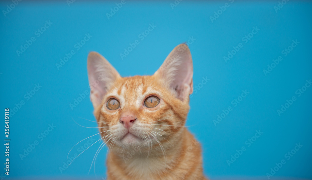 cat on a blue background in sunlight. cat in the sky. a pet. beautiful kitten. place for text