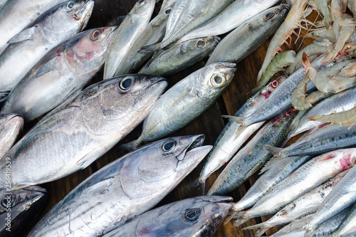 Street market with fresh fish. Display with tuna, sardines and prawns. Seafood counter at Sri Lanka, Weligama. © Lina