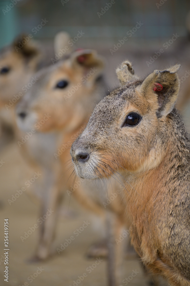 Obraz premium マーラ