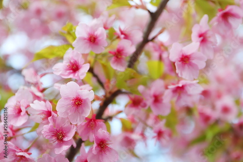 日本の春に咲く桃色の河津桜