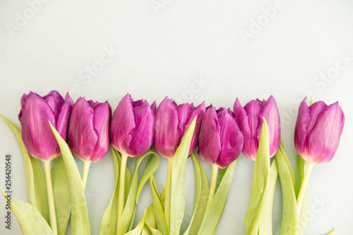 pink tulips on a light background