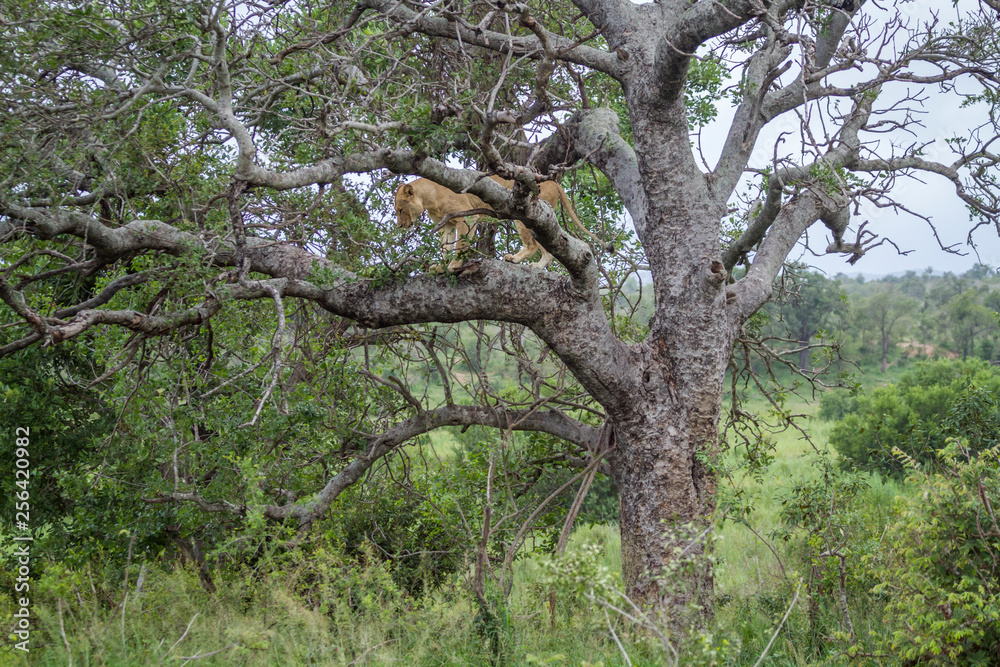 Fototapeta premium African lioness in a tree in Kruger National park, South Africa ; Specie Panthera leo family of Felidae