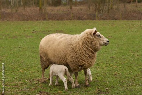 Ewe suckles lambs in meadow