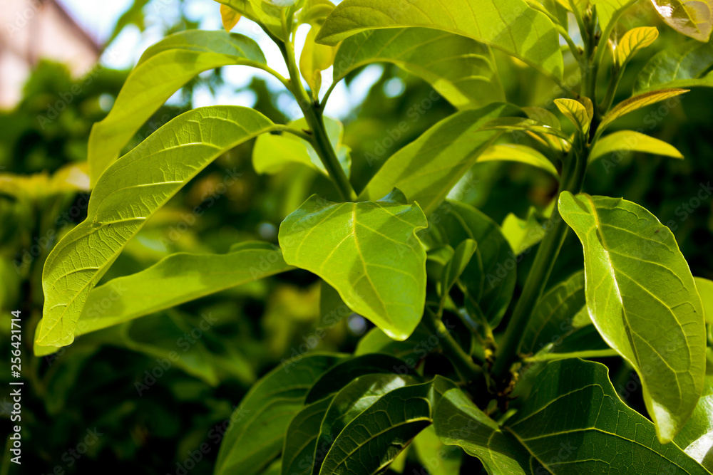 green leaves of a tree green leaves of a tree