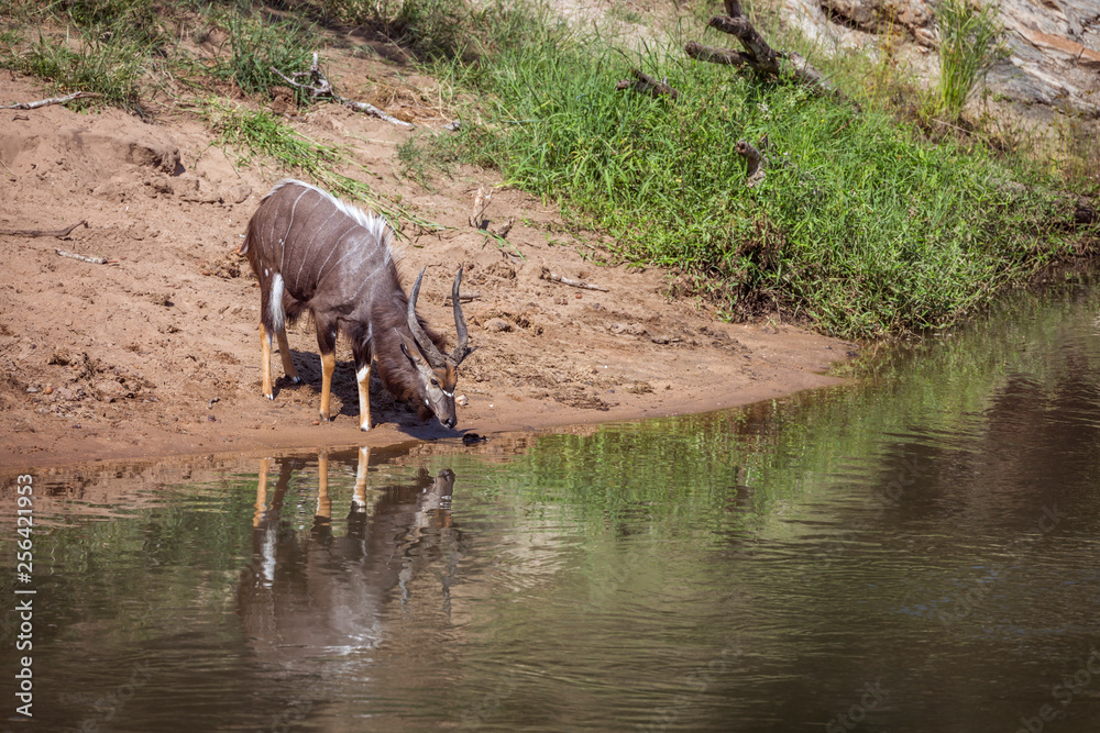 Fototapeta premium Nyala male drinking in waterhole in Kruger National park, South Africa ; Specie Tragelaphus angasii family of Bovidae