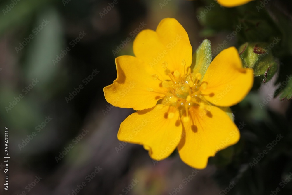 endemic flower varieties.artvin/savsat/turkey