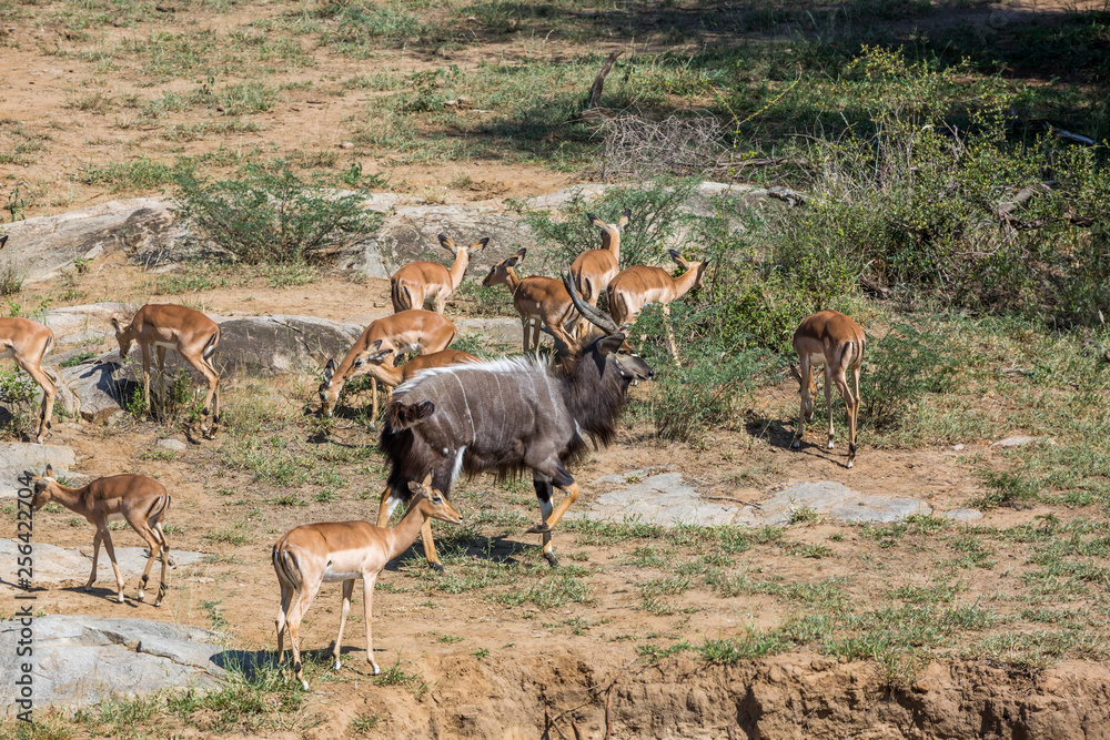 Naklejka premium Nyala male and a group of impalas in Kruger National park, South Africa ; Specie Tragelaphus angasii family of Bovidae