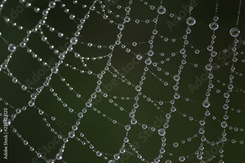 raindrops and spider web