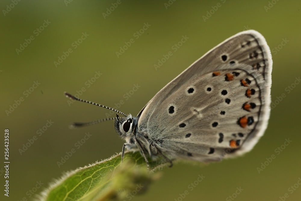 colorful butterfly on green background.turkey colorful butterfly on green background.turkey