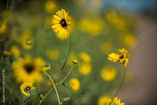 Wild flower, La Pampa.  Patagonia, Argentina © foto4440
