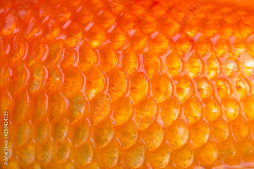Closeup of a golden fish scales