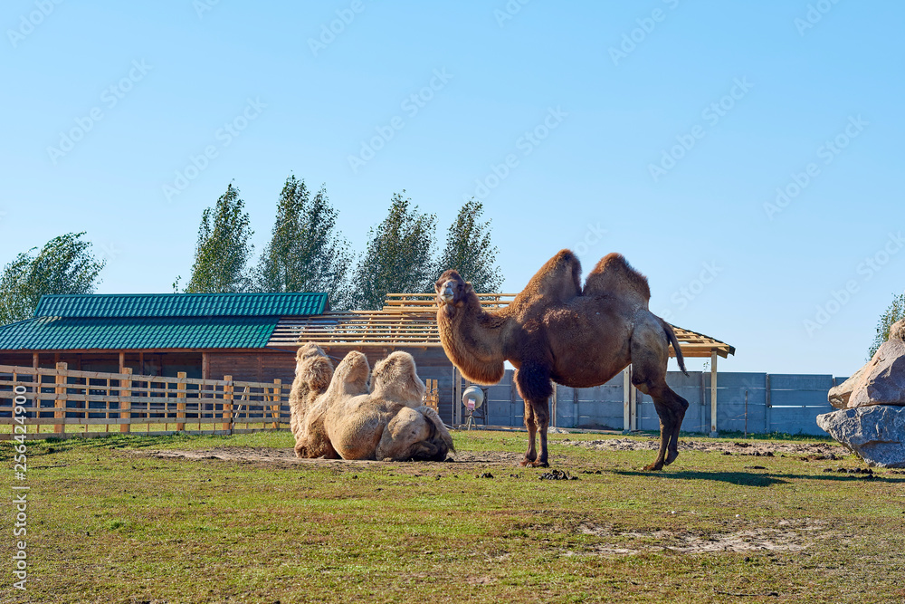 Naklejka premium camels at the zoo on a sunny day