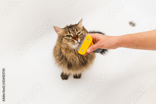 A girl is scratching a cat with a furminator. White bathroom as background photo