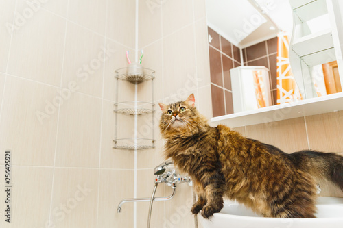 Fluffy cat stands on a white washbasin in the bathroom and looks up