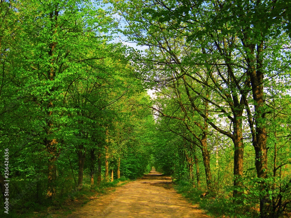 view of the beautiful spring forest in bright green colors