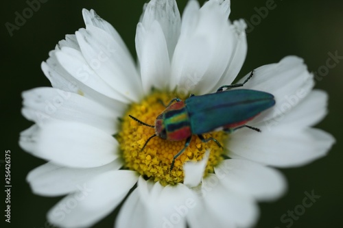 an insect crawling on a white flower.