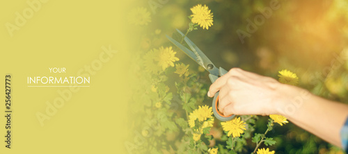 Woman gardener cutting flowers plant gardening scissors pattern nature sun
