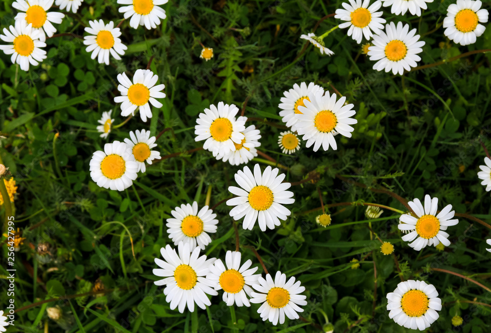 White angels, daisies scattered in green meadows.) White angels, daisies scattered in green meadows.)