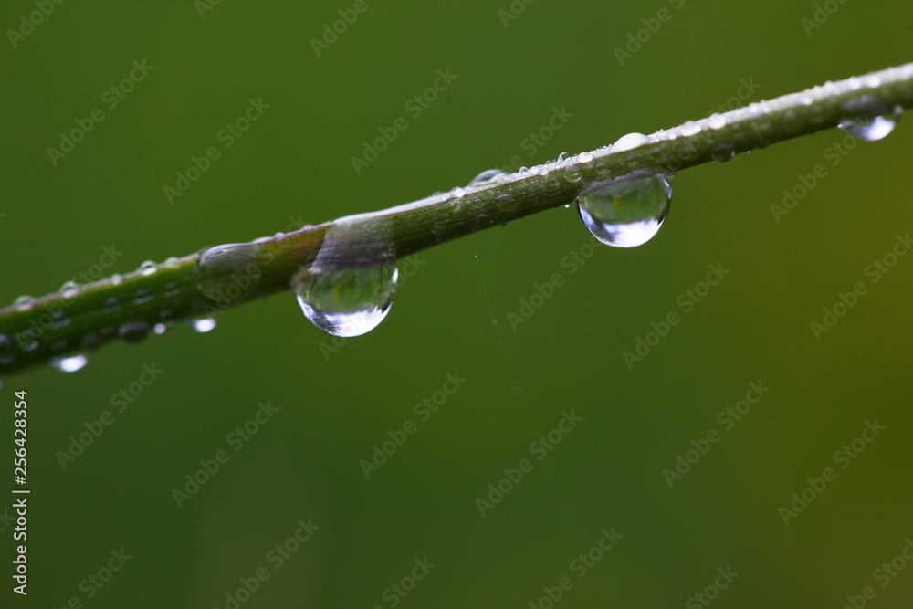 water drops on the green grass .turkey