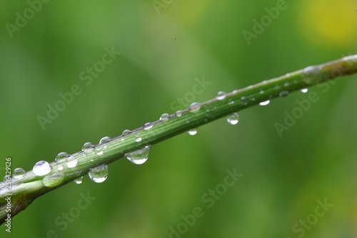 water drops on the green grass .turkey