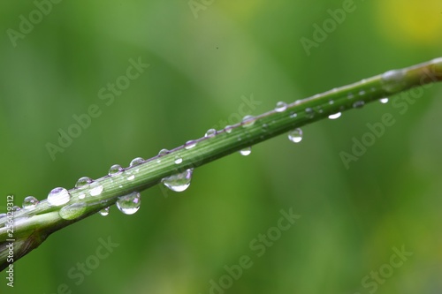 water drops on the green grass .turkey