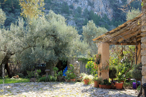 Mediteraner Garten mit Olivenbäumen