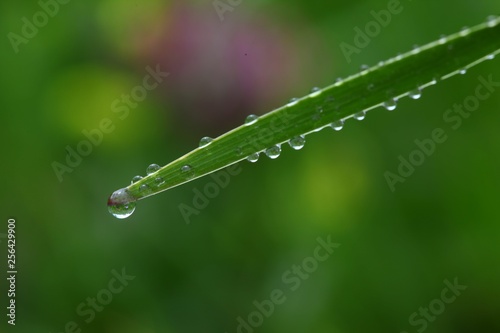 water drops on the green grass .artvin/turkey/savsat