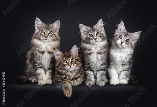Perfect row of four Maine Coon cat kittens sitting next to each other, sitting and laying down. Looking at camera with brown alert eyes. Isolated on a black background.