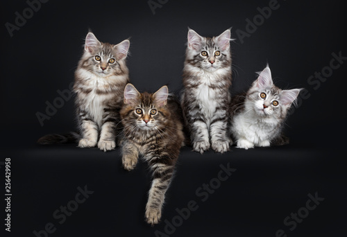 Perfect row of four Maine Coon cat kittens sitting next to each other, sitting and laying down. Looking beside lesn with brown alert eyes. Isolated on a black background.