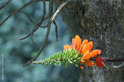  bee on flower bud photo