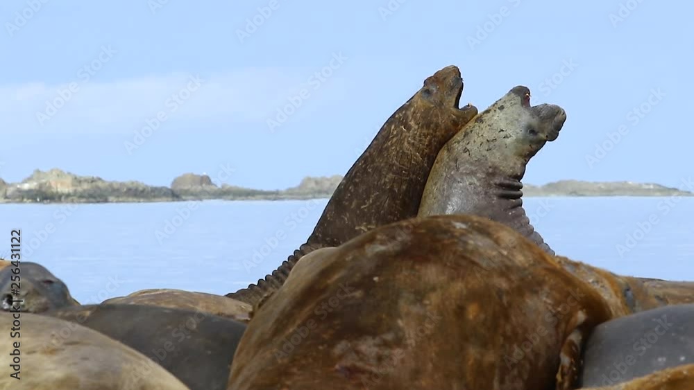 Elephant seals are fighting on the beach in Antarctica Elephant seals are fighting on the beach in Antarctica