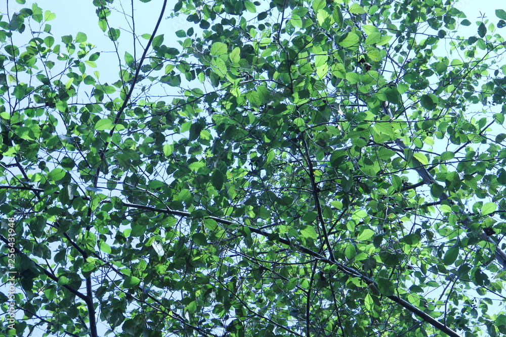 Fototapeta premium green leaves and blue sky
