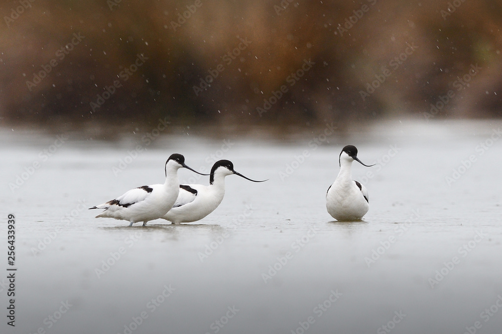 Fototapeta premium Pied avocets in rain