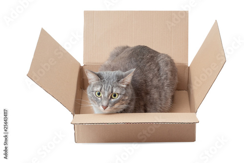 Funny cat sitting in cardboard isolated on white