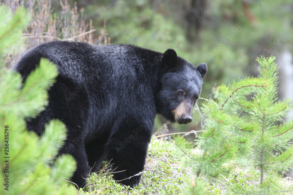 Fototapeta premium Banff - ours noir