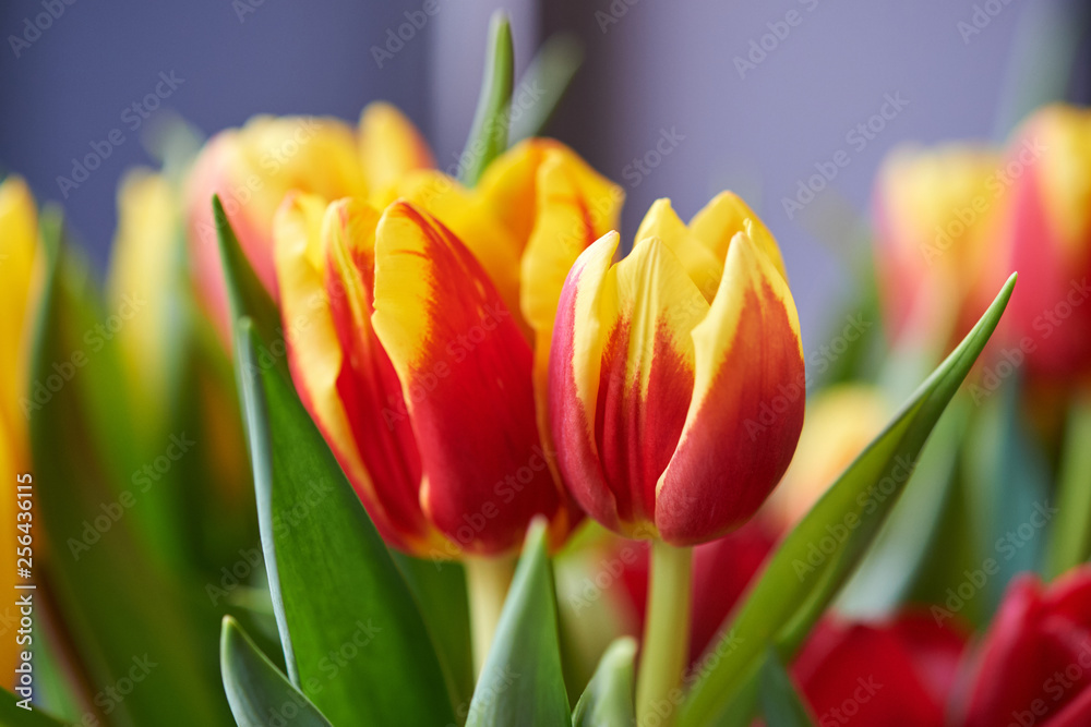 Naklejka premium Spring bouquet of colorful tulips.