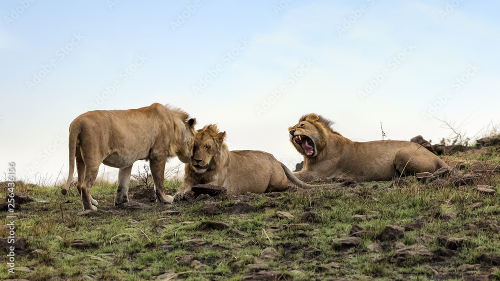 Fototapeta premium Nomadic lion brothers in the Masai Mara