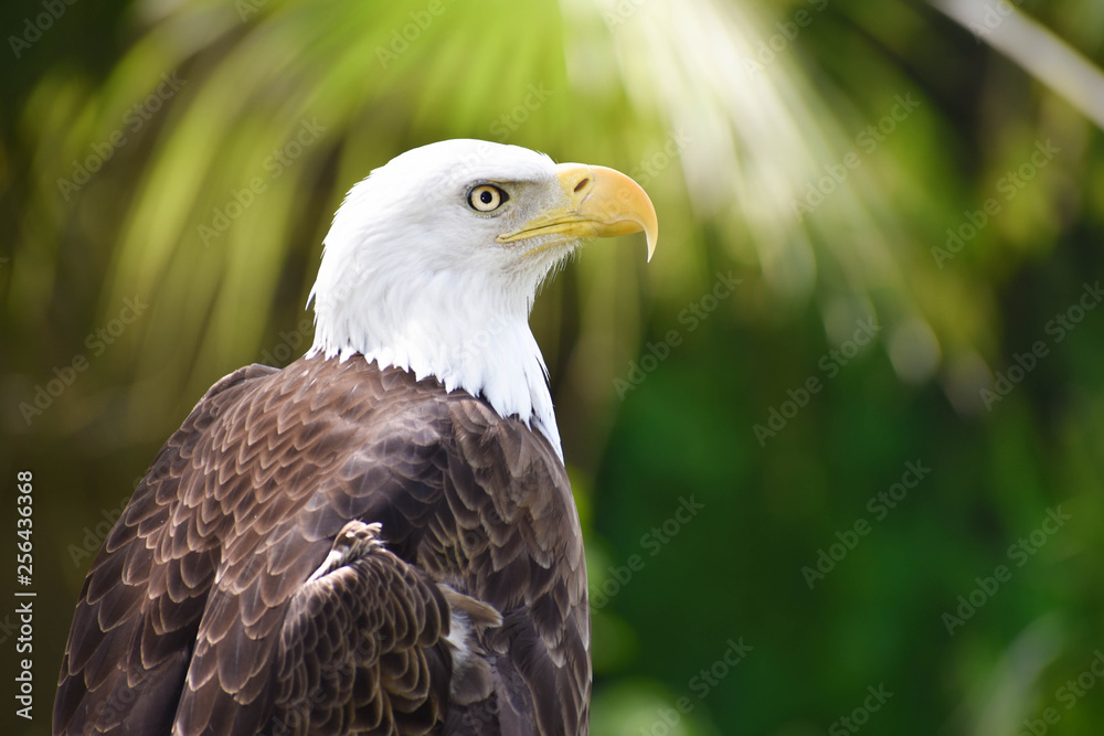 bald eagle bald eagle