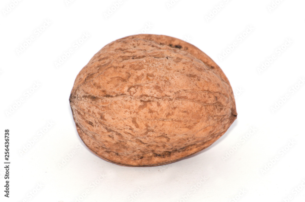 Walnut on a white background close-up macro, side view, copy space for text Walnut on a white background close-up macro, side view, copy space for text
