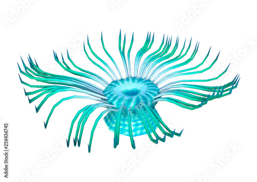 3D Rendering Sea Anemone on White