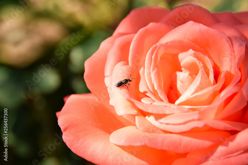 Animal on Rose