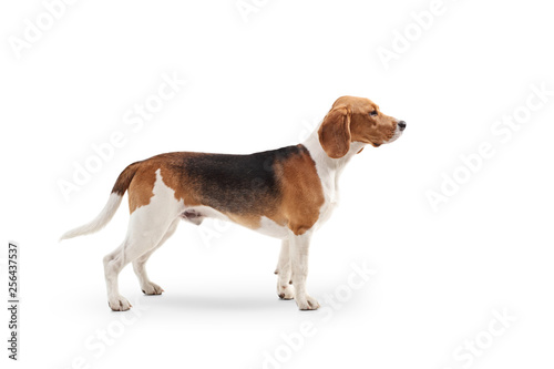 Beagle dog standing