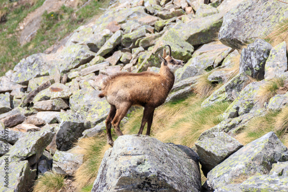 camoscio nel parco nazionale del Gran Paradiso camoscio nel parco nazionale del Gran Paradiso