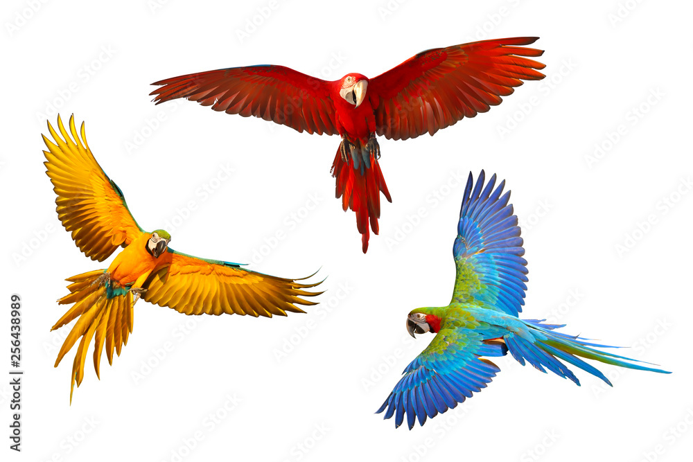 Obraz premium Set of macaw parrot isolated on white background