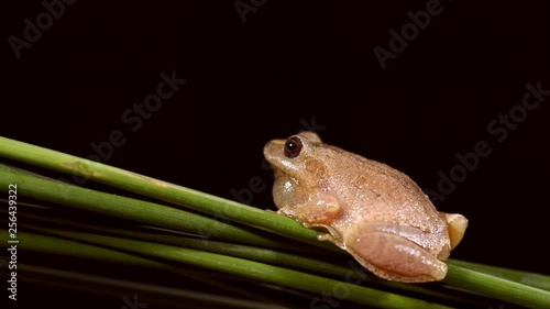 Spring Peeper frog on a clump of rush leaves in Raleigh North Carolina. Spring Peepers are one of the first frogs to begin singing in the southeast United States, a signal winter is coming to a close. photo