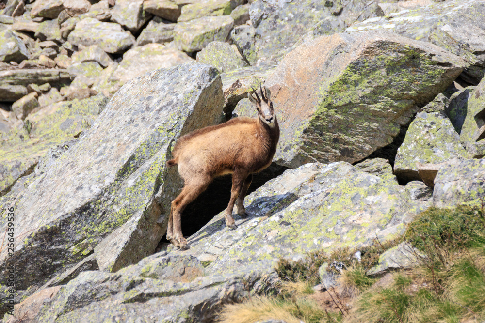 camoscio nel parco nazionale del Gran Paradiso camoscio nel parco nazionale del Gran Paradiso