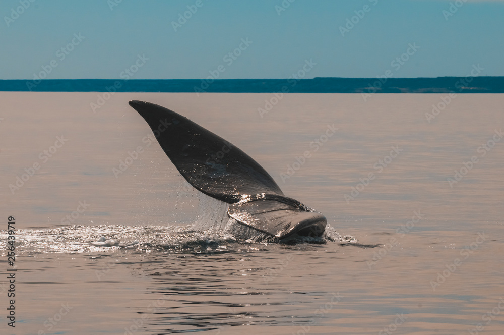 Fototapeta premium Whale tail in Peninsula Valdes,, Patagonia, Argentina