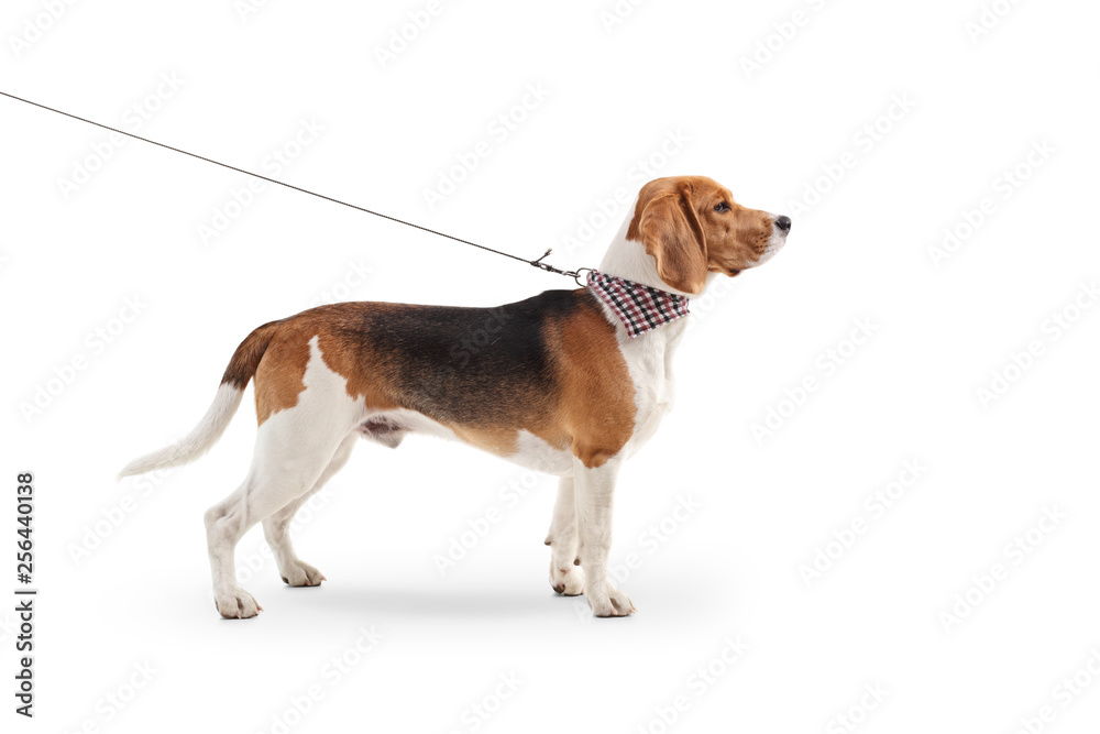 Beagle dog standing on a leash with a scarf around his neck