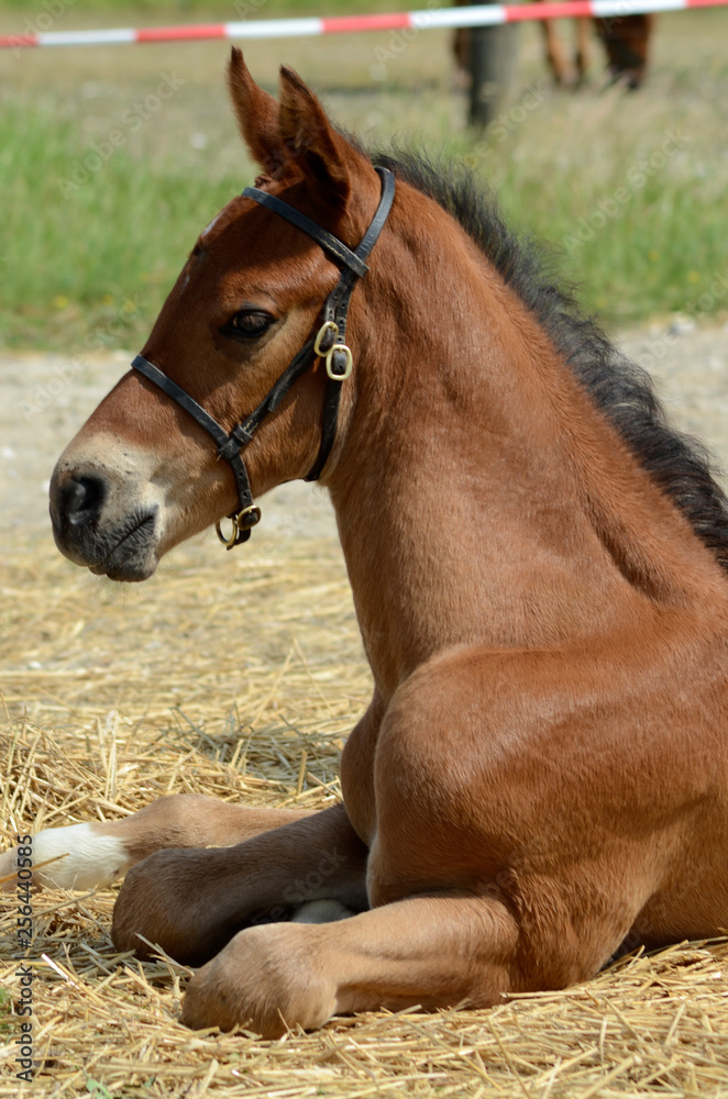 Obraz premium Closeup image of a cute brown horse foal